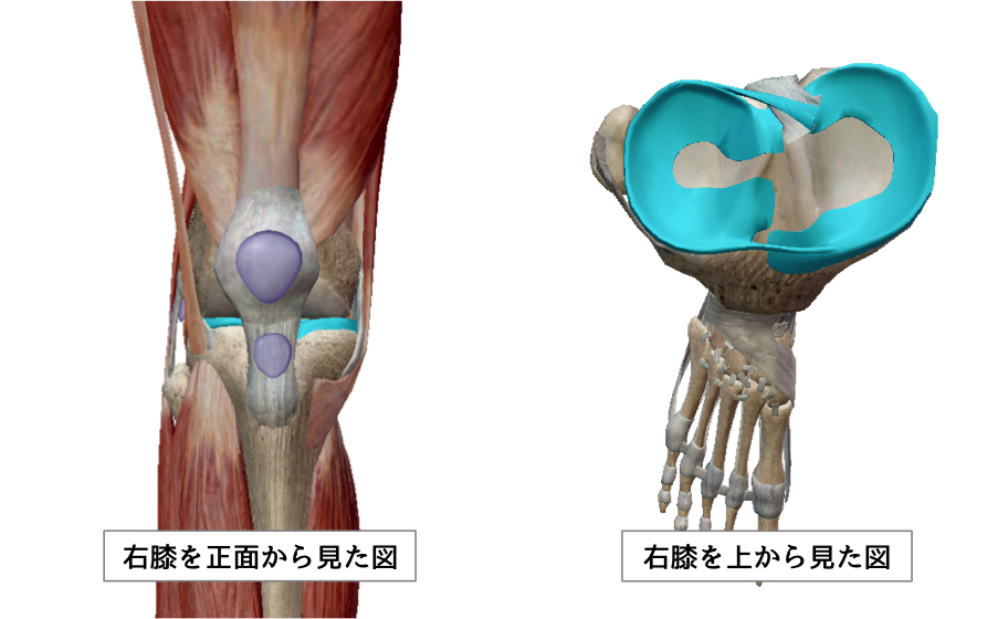 右膝の半月板　引用：VISIBLE BODY