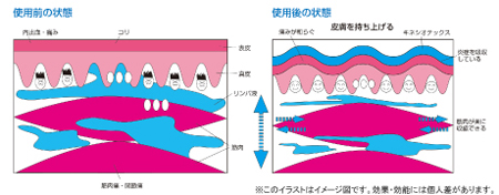引用：キネシオテーピング協会